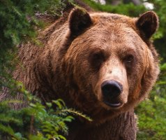 Grizzly