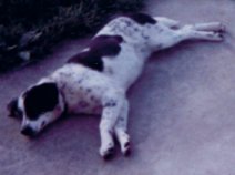 Our first dog